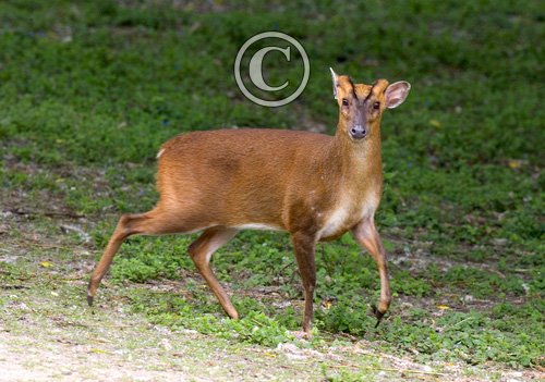 Muntjac Deer DM0633